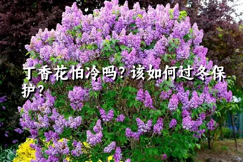 丁香花怕冷吗？该如何过冬保护？