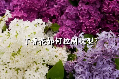 丁香花如何控制株型？