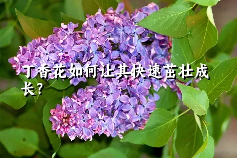 丁香花如何让其快速茁壮成长？