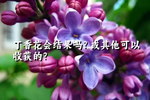 丁香花会结果吗？或其他可以收获的？