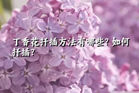 丁香花扦插方法有哪些？如何扦插？