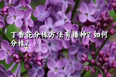 丁香花分株方法有播种？如何分株？