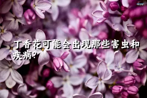 丁香花可能会出现那些害虫和疾病？