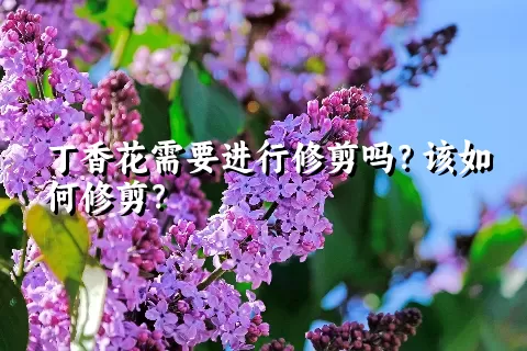 丁香花需要进行修剪吗？该如何修剪？