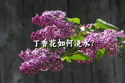 丁香花如何浇水？