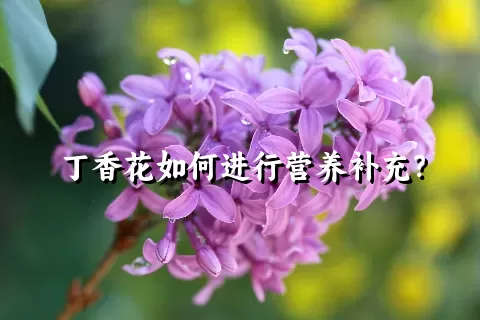 丁香花如何进行营养补充？