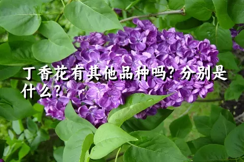 丁香花有其他品种吗？分别是什么？