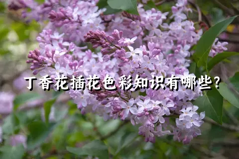 丁香花插花色彩知识有哪些？