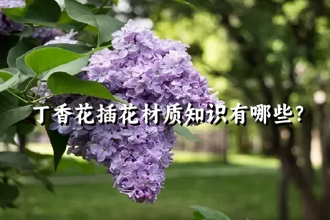 丁香花插花材质知识有哪些？