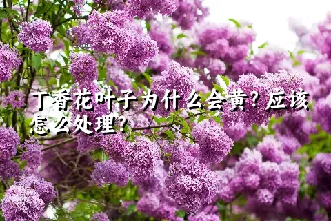 丁香花叶子为什么会黄？应该怎么处理？