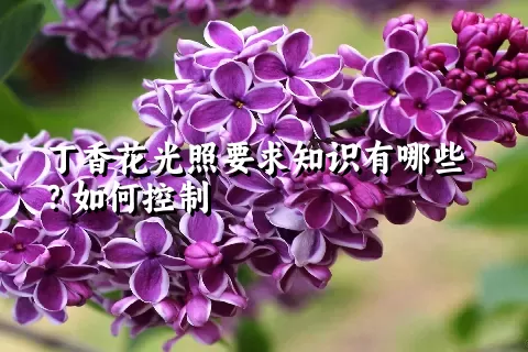 丁香花光照要求知识有哪些？如何控制