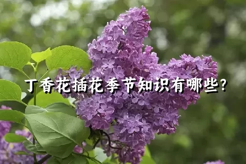 丁香花插花季节知识有哪些？