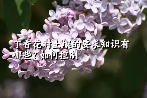 丁香花对土壤的要求知识有哪些？如何控制