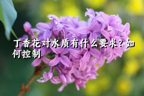 丁香花对水质有什么要求？如何控制