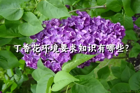 丁香花环境要求知识有哪些？