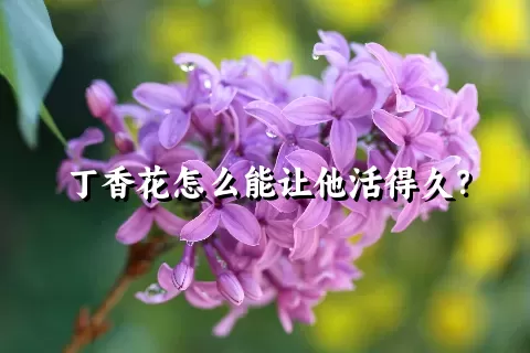 丁香花怎么能让他活得久？