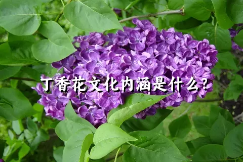 丁香花文化内涵是什么？