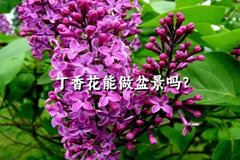 丁香花能做盆景吗？