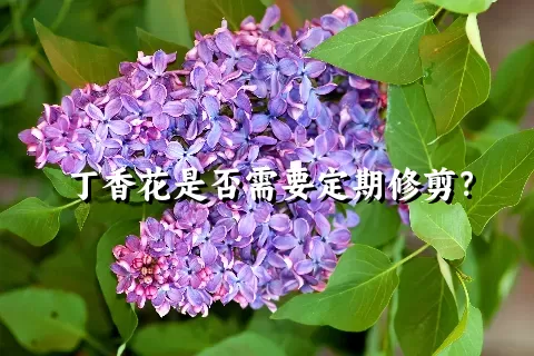 丁香花是否需要定期修剪？