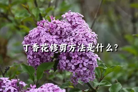 丁香花修剪方法是什么？