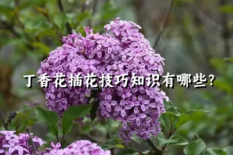 丁香花插花技巧知识有哪些？