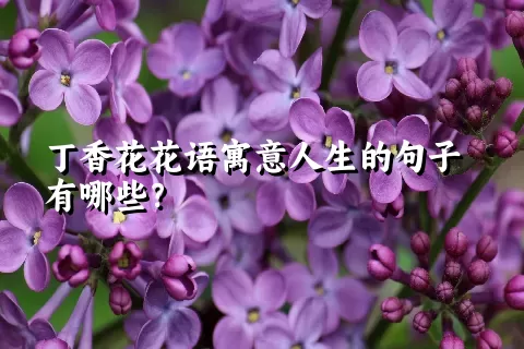 丁香花花语寓意人生的句子有哪些？