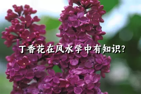 丁香花在风水学中有知识？