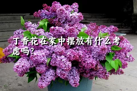 丁香花在家中摆放有什么考虑吗？