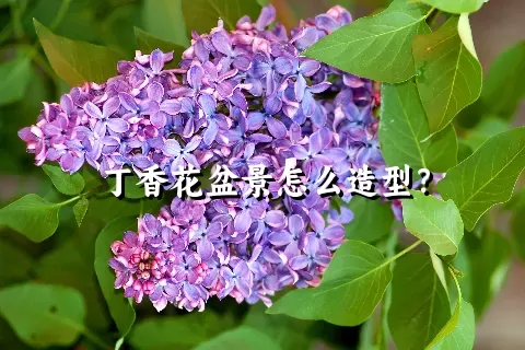 丁香花盆景怎么造型？