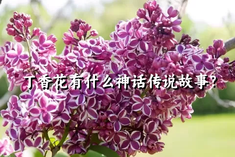 丁香花有什么神话传说故事？