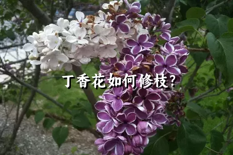 丁香花如何修枝？