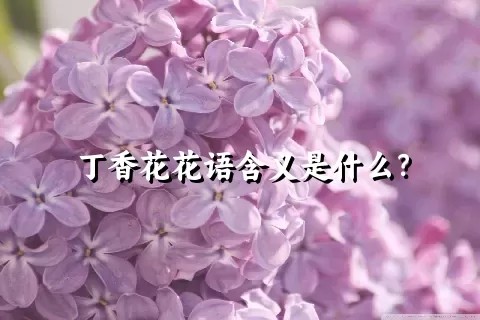 丁香花花语含义是什么？