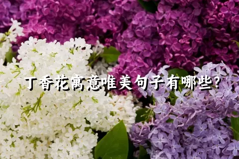 丁香花寓意唯美句子有哪些？