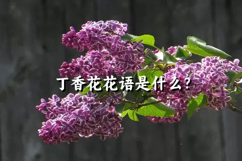 丁香花花语是什么？