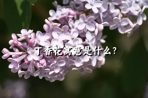 丁香花寓意是什么？