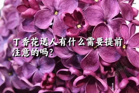 丁香花送人有什么需要提前注意的吗？