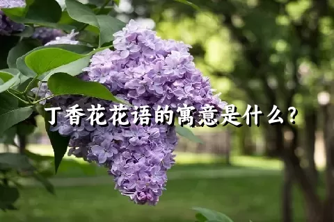 丁香花花语的寓意是什么？