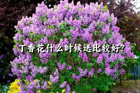 丁香花什么时候送比较好？