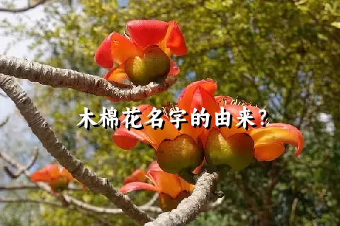 木棉花名字的由来？