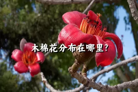 木棉花分布在哪里?