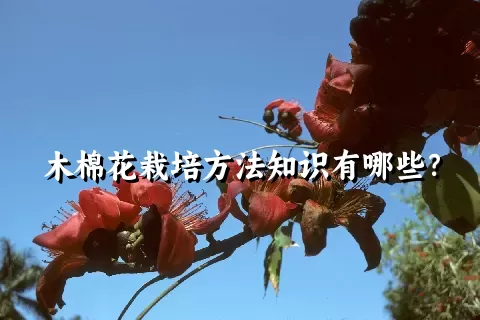 木棉花栽培方法知识有哪些？