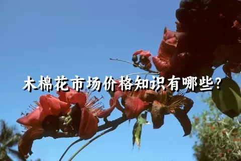 木棉花市场价格知识有哪些？