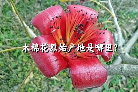 木棉花原始产地是哪里？