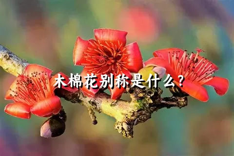 木棉花别称是什么？