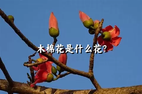 木棉花是什么花？