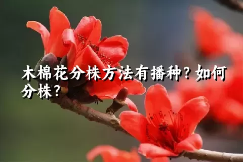 木棉花分株方法有播种？如何分株？