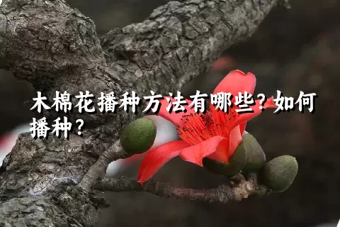 木棉花播种方法有哪些？如何播种？