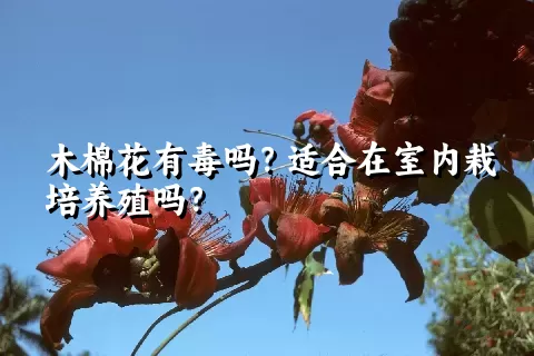 木棉花有毒吗？适合在室内栽培养殖吗？