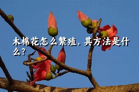 木棉花怎么繁殖，其方法是什么？