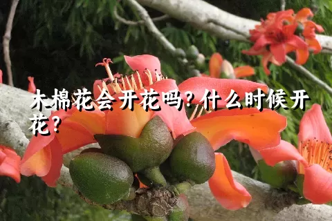 木棉花会开花吗？什么时候开花？